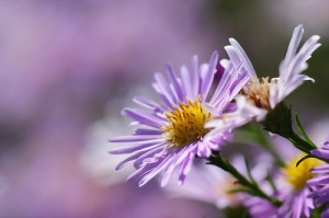 asters3