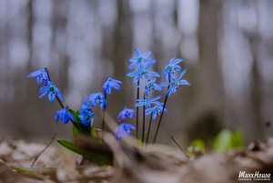 фото Максима Хомченкова