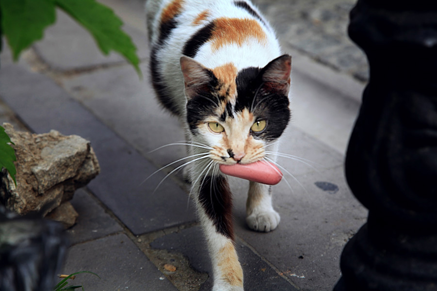 Фото кота сосиски. Кот с сосисками. Кот с сосиской в зубах. Кот украл сосиски. Кот несет в зубах.